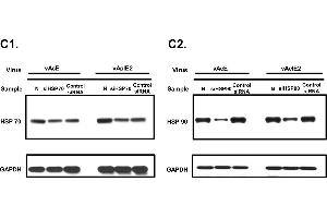 Image no. 7 for anti-Heat Shock 70kDa Protein 1A (HSPA1A) (Center) antibody (ABIN2856787)