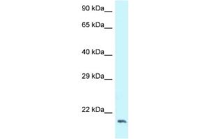 Image no. 1 for anti-Dynactin 3 (p22) (Dctn3) (C-Term) antibody (ABIN2789148)
