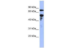 Image no. 1 for anti-Zinc Finger Protein 549 (ZNF549) (Middle Region) antibody (ABIN927901)