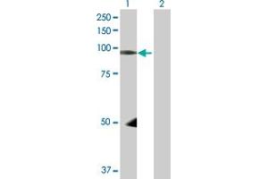 Image no. 1 for anti-Neural Precursor Cell Expressed, Developmentally Down-Regulated 9 (NEDD9) (AA 1-834) antibody (ABIN518274)