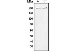 Image no. 1 for anti-Tensin 1 (TNS1) (pTyr1326) antibody (ABIN2707161)