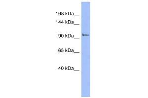 Image no. 1 for anti-Phosphatidylinositol 4-Kinase, Catalytic, beta (PI4KB) (N-Term) antibody (ABIN2786677)