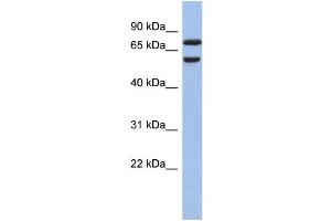 Image no. 2 for anti-Guanine Nucleotide Binding Protein-Like 3 (Nucleolar)-Like (GNL3L) (N-Term) antibody (ABIN2774237)