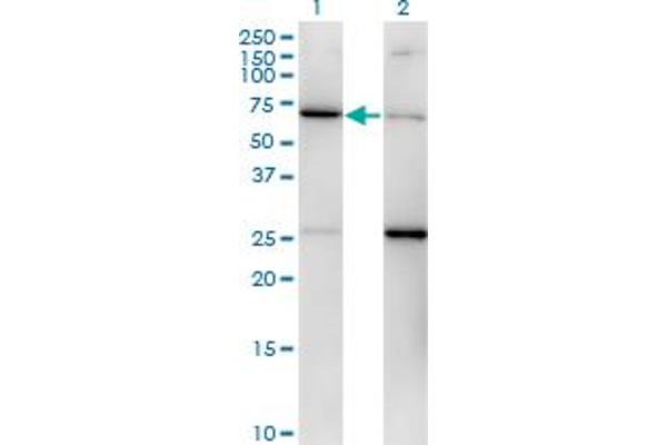 anti-Eukaryotic Translation Initiation Factor 2, Subunit 3 Gamma, 52kDa (EIF2S3) (AA 383-472) antibody