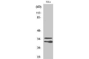 Image no. 1 for anti-Complement Component 1, Q Subcomponent-Like 2 (C1QL2) (C-Term) antibody (ABIN3183589)
