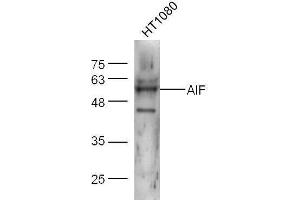 Image no. 7 for anti-Apoptosis-Inducing Factor, Mitochondrion-Associated, 1 (AIFM1) (AA 131-230) antibody (ABIN724010)