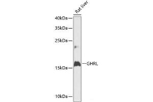 Western blot analysis of extracts of Rat liver using GHRL Polyclonal Antibody at dilution of 1:1000.