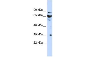Image no. 1 for anti-DCN1, Defective in Cullin Neddylation 1, Domain Containing 3 (DCUN1D3) (N-Term) antibody (ABIN2785302)