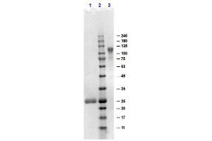 SDS-PAGE results of Goat F(ab')2 Anti-Human IgG F(ab')2 Antibody.
