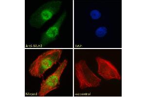 Image no. 2 for anti-MutL Homolog 3 (MLH3) (C-Term) antibody (ABIN184792)