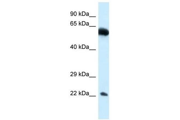 NICN1 antibody  (Middle Region)