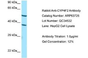 Image no. 1 for anti-Cytochrome P450, Family 4, Subfamily F, Polypeptide 2 (CYP4F2) (C-Term) antibody (ABIN2789601)