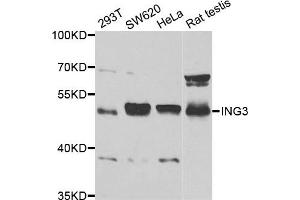 Image no. 1 for anti-Inhibitor of Growth Family, Member 3 (ING3) antibody (ABIN2563433)