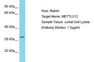 Image no. 1 for anti-Methyltransferase Like 21C (METTL21C) (N-Term) antibody (ABIN2791663)