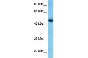 Image no. 1 for anti-Tryptophan 2,3-Dioxygenase (TDO2) (C-Term) antibody (ABIN5514793)