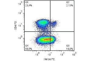 IKZF2 antibody  (AA 51-107)