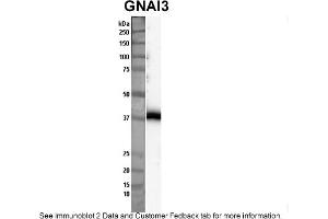 Image no. 1 for anti-Guanine Nucleotide Binding Protein (G Protein), alpha Inhibiting Activity Polypeptide 3 (GNAI3) (Middle Region) antibody (ABIN2787874)