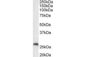 Image no. 1 for anti-Prostaglandin D2 Synthase (PTGDS) (Internal Region) antibody (ABIN987281)