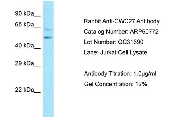 anti-CWC27 Spliceosome-Associated Protein Homolog (Cwc27) (C-Term) antibody