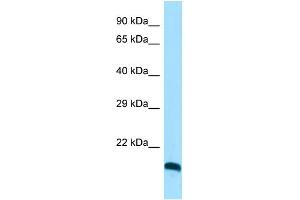 Image no. 1 for anti-C-Type Lectin Domain Family 3, Member A (CLEC3A) (C-Term) antibody (ABIN2790616)