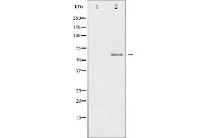 Image no. 2 for anti-Interleukin 10 Receptor, alpha (IL10RA) (pTyr496) antibody (ABIN6256750)
