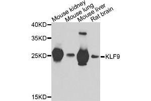 Image no. 1 for anti-Kruppel-Like Factor 9 (KLF9) antibody (ABIN2563579)