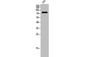 MAN1B1 antibody  (Internal Region)