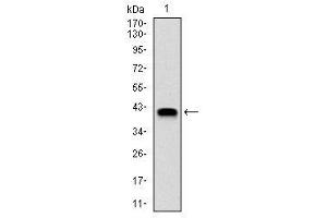 Image no. 4 for anti-Neural Precursor Cell Expressed, Developmentally Down-Regulated 8 (NEDD8) antibody (ABIN1108403)