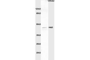 Image no. 1 for anti-Mitogen-Activated Protein Kinase 1/3 (MAPK1/3) (AA 196-210), (pThr202), (pTyr204) antibody (ABIN682933)