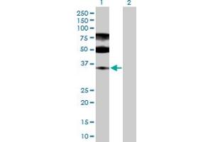 Image no. 3 for anti-Enolase-Phosphatase 1 (ENOPH1) (AA 1-261) antibody (ABIN528344)