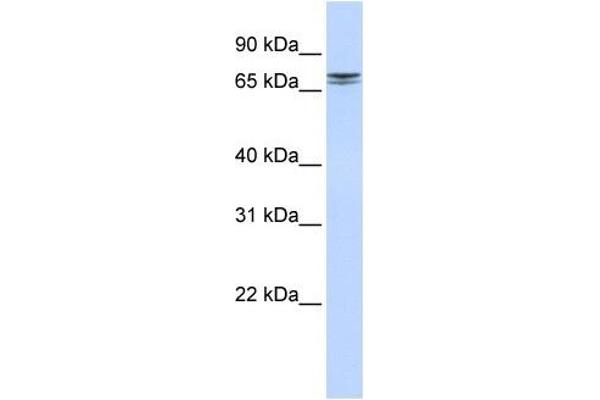 NCAPH2 anticorps  (N-Term)