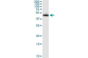 Immunoprecipitation of NEK2 transfected lysate using anti-NEK2 MaxPab rabbit polyclonal antibody and Protein A Magnetic Bead , and immunoblotted with NEK2 purified MaxPab mouse polyclonal antibody (B01P) .