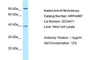 Image no. 1 for anti-Neurotrimin (NTM) (N-Term) antibody (ABIN2782083)