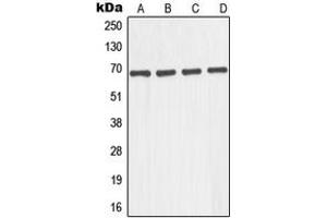 Image no. 1 for anti-Guanine Nucleotide Binding Protein Like Protein 1 (GNL1) (N-Term) antibody (ABIN2707529)