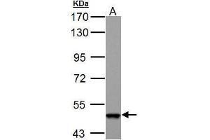 Image no. 1 for anti-4-Aminobutyrate Aminotransferase (ABAT) (C-Term) antibody (ABIN2854328)
