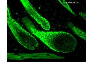 Image no. 3 for anti-Heat Shock Protein 70 (HSP70) antibody (PerCP) (ABIN2486677)