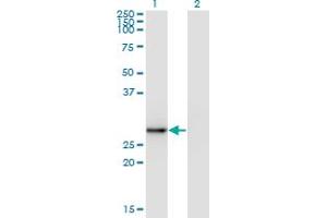 Image no. 3 for anti-Exosome Component 5 (EXOSC5) (AA 1-100) antibody (ABIN528003)