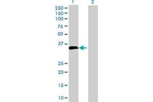 Image no. 1 for anti-Sad1 and UNC84 Domain Containing 1 (SUN1) (AA 1-257) antibody (ABIN525109)