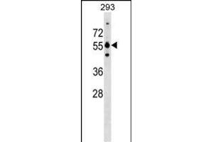 GRWD1 Antibody (Center) (ABIN1537975 and ABIN2849938) western blot analysis in 293 cell line lysates (35 μg/lane).