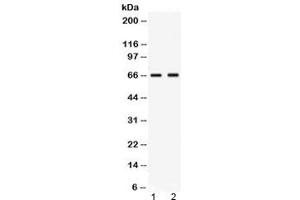 Image no. 1 for anti-Poliovirus Receptor-Related 4 (PVRL4) (AA 53-94) antibody (ABIN5647906)