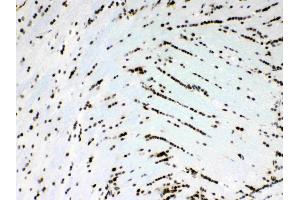 Image no. 6 for anti-Musashi Homolog 1 (Drosophila) (MSI1) (AA 21-54), (N-Term) antibody (ABIN5518855)