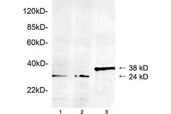 anti-Geminin, DNA Replication Inhibitor (GMNN) (AA 50-100) antibody