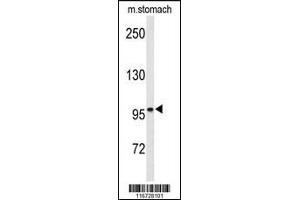 Western Blotting (WB) image for anti-EPH Receptor B3 (EPHB3) antibody (ABIN2158723)