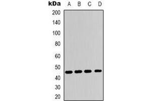Image no. 3 for anti-Adenosine A2a Receptor (ADORA2A) (C-Term) antibody (ABIN2957850)