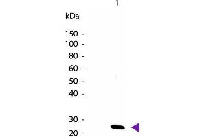 Image no. 1 for anti-Interleukin 27 (IL27) antibody (Biotin) (ABIN1043831)