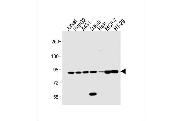 STAT1 antibody  (C-Term)