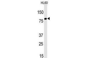 Image no. 1 for anti-Leo1, Paf1/RNA Polymerase II Complex Component, Homolog (S. Cerevisiae) (LEO1) (N-Term) antibody (ABIN357340)