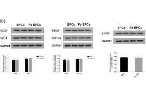 Image no. 9 for anti-Fibroblast Growth Factor 2 (Basic) (FGF2) (AA 143-250) antibody (ABIN726425)