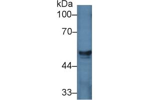 Image no. 2 for anti-Homogentisate 1,2-Dioxygenase (HGD) (AA 8-205) antibody (ABIN1176266)