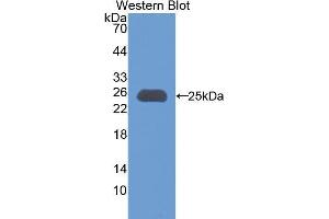 Image no. 1 for anti-Apolipoprotein M (APOM) (AA 20-190) antibody (ABIN1175647)